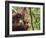 Orangutan (Pongo Borneo), Semenggoh Wildlife Reserve, Sarawak, Borneo, Malaysia-Jochen Schlenker-Framed Photographic Print