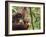 Orangutan (Pongo Borneo), Semenggoh Wildlife Reserve, Sarawak, Borneo, Malaysia-Jochen Schlenker-Framed Photographic Print