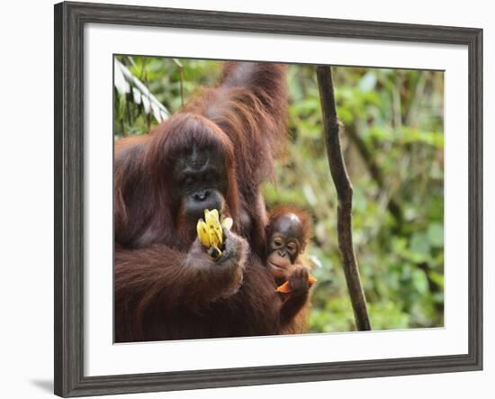 Orangutan (Pongo Borneo), Semenggoh Wildlife Reserve, Sarawak, Borneo, Malaysia-Jochen Schlenker-Framed Photographic Print