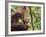 Orangutan (Pongo Borneo), Semenggoh Wildlife Reserve, Sarawak, Borneo, Malaysia-Jochen Schlenker-Framed Photographic Print