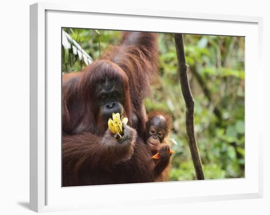 Orangutan (Pongo Borneo), Semenggoh Wildlife Reserve, Sarawak, Borneo, Malaysia-Jochen Schlenker-Framed Photographic Print