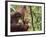 Orangutan (Pongo Borneo), Semenggoh Wildlife Reserve, Sarawak, Borneo, Malaysia-Jochen Schlenker-Framed Photographic Print