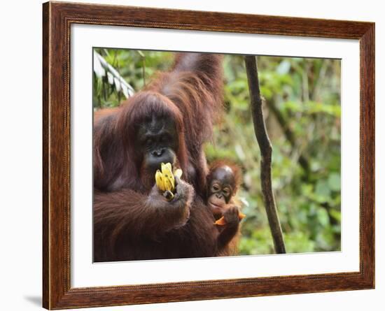 Orangutan (Pongo Borneo), Semenggoh Wildlife Reserve, Sarawak, Borneo, Malaysia-Jochen Schlenker-Framed Photographic Print