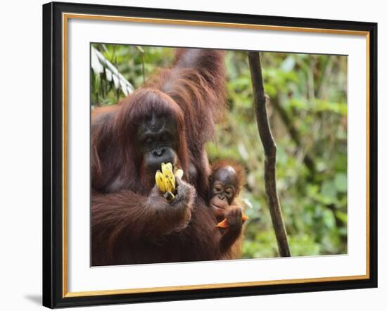 Orangutan (Pongo Borneo), Semenggoh Wildlife Reserve, Sarawak, Borneo, Malaysia-Jochen Schlenker-Framed Photographic Print