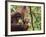 Orangutan (Pongo Borneo), Semenggoh Wildlife Reserve, Sarawak, Borneo, Malaysia-Jochen Schlenker-Framed Photographic Print