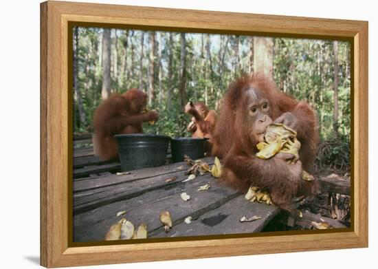 Orangutan Rehabilitation Feeding Station-DLILLC-Framed Premier Image Canvas