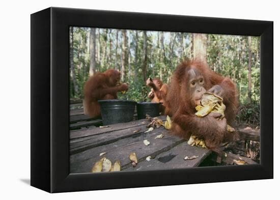 Orangutan Rehabilitation Feeding Station-DLILLC-Framed Premier Image Canvas