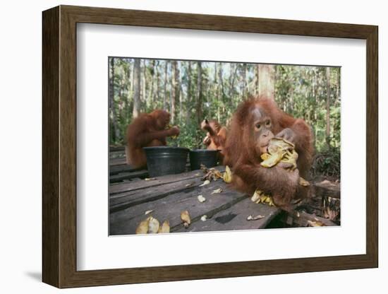 Orangutan Rehabilitation Feeding Station-DLILLC-Framed Photographic Print