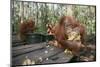Orangutan Rehabilitation Feeding Station-DLILLC-Mounted Photographic Print