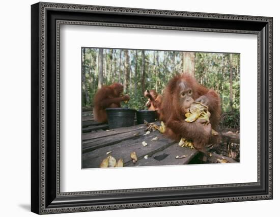 Orangutan Rehabilitation Feeding Station-DLILLC-Framed Photographic Print