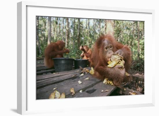 Orangutan Rehabilitation Feeding Station-DLILLC-Framed Photographic Print