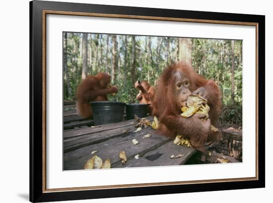 Orangutan Rehabilitation Feeding Station-DLILLC-Framed Photographic Print