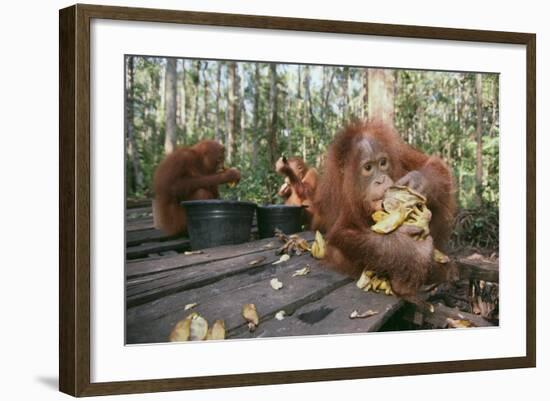 Orangutan Rehabilitation Feeding Station-DLILLC-Framed Photographic Print