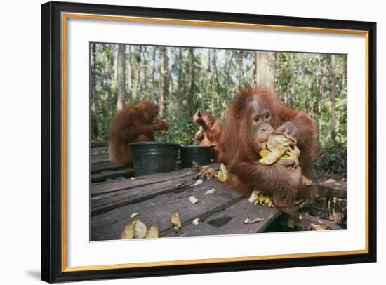 Orangutan Rehabilitation Feeding Station-DLILLC-Framed Photographic Print