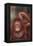 Orangutan Scratching its Head-DLILLC-Framed Premier Image Canvas