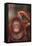 Orangutan Scratching its Head-DLILLC-Framed Premier Image Canvas