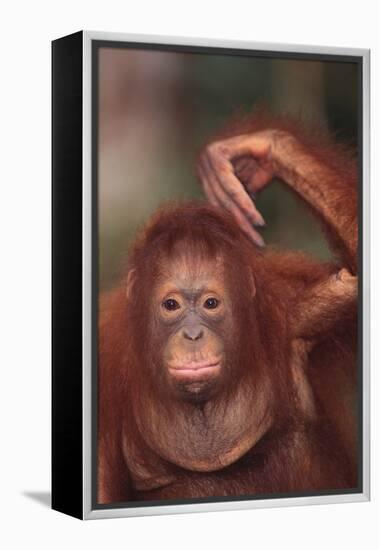 Orangutan Scratching its Head-DLILLC-Framed Premier Image Canvas