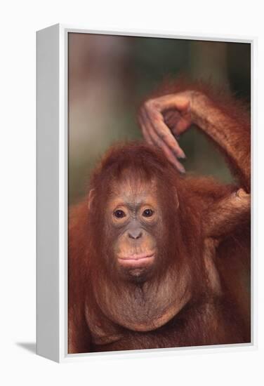 Orangutan Scratching its Head-DLILLC-Framed Premier Image Canvas