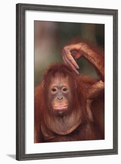 Orangutan Scratching its Head-DLILLC-Framed Photographic Print