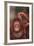 Orangutan Scratching its Head-DLILLC-Framed Photographic Print