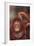 Orangutan Scratching its Head-DLILLC-Framed Photographic Print