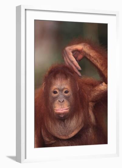 Orangutan Scratching its Head-DLILLC-Framed Photographic Print