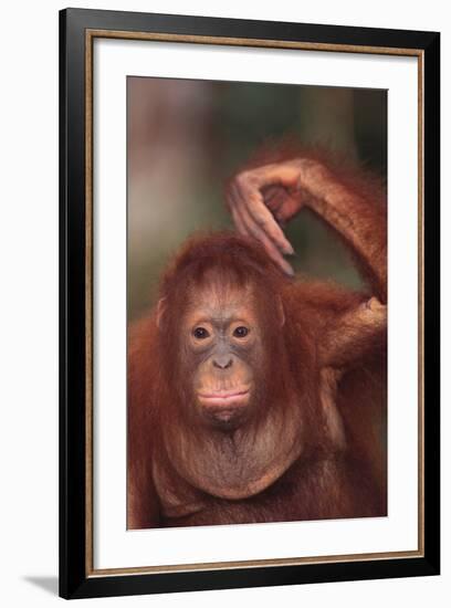 Orangutan Scratching its Head-DLILLC-Framed Photographic Print