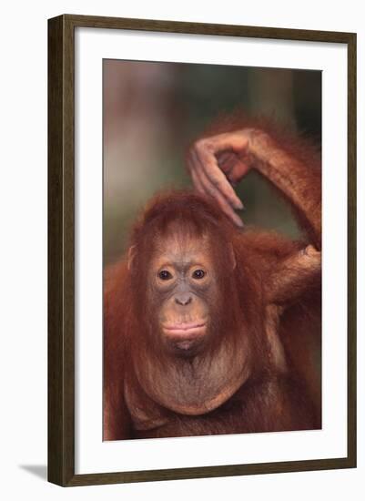 Orangutan Scratching its Head-DLILLC-Framed Photographic Print