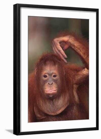 Orangutan Scratching its Head-DLILLC-Framed Photographic Print