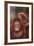 Orangutan Scratching its Head-DLILLC-Framed Photographic Print