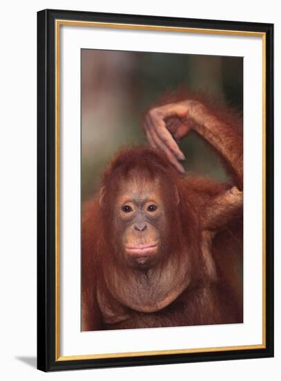 Orangutan Scratching its Head-DLILLC-Framed Photographic Print