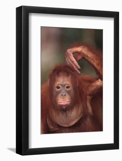 Orangutan Scratching its Head-DLILLC-Framed Photographic Print