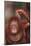 Orangutan Scratching its Head-DLILLC-Mounted Photographic Print