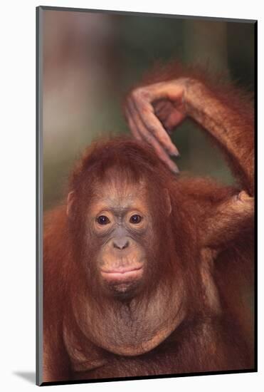 Orangutan Scratching its Head-DLILLC-Mounted Photographic Print