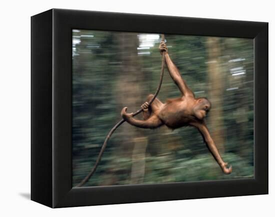 Orangutan Swinging from a Vine in the Jungles of North Borneo-Co Rentmeester-Framed Premier Image Canvas