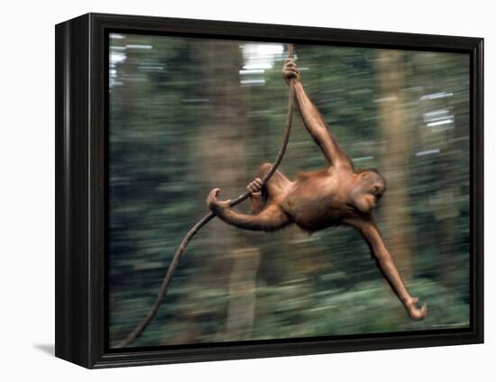 Orangutan Swinging from a Vine in the Jungles of North Borneo-Co Rentmeester-Framed Premier Image Canvas
