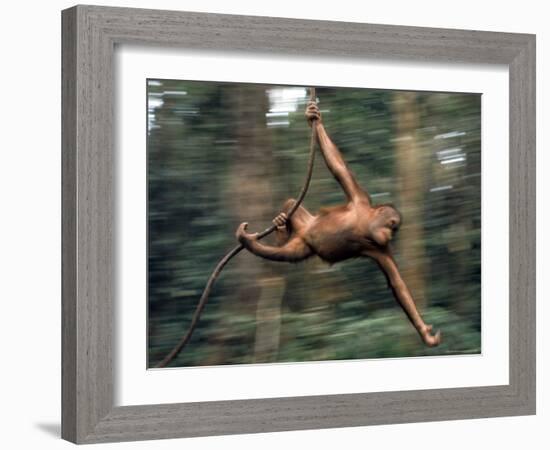 Orangutan Swinging from a Vine in the Jungles of North Borneo-Co Rentmeester-Framed Photographic Print