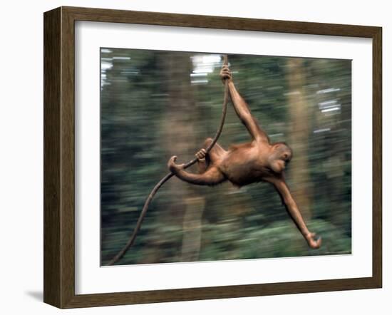 Orangutan Swinging from a Vine in the Jungles of North Borneo-Co Rentmeester-Framed Photographic Print