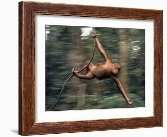 Orangutan Swinging from a Vine in the Jungles of North Borneo-Co Rentmeester-Framed Photographic Print