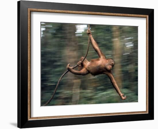 Orangutan Swinging from a Vine in the Jungles of North Borneo-Co Rentmeester-Framed Photographic Print