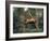 Orangutan Swinging from a Vine in the Jungles of North Borneo-Co Rentmeester-Framed Photographic Print