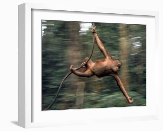 Orangutan Swinging from a Vine in the Jungles of North Borneo-Co Rentmeester-Framed Photographic Print