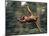 Orangutan Swinging from a Vine in the Jungles of North Borneo-Co Rentmeester-Mounted Photographic Print