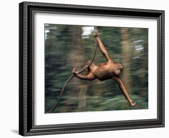 Orangutan Swinging from a Vine in the Jungles of North Borneo-Co Rentmeester-Framed Photographic Print