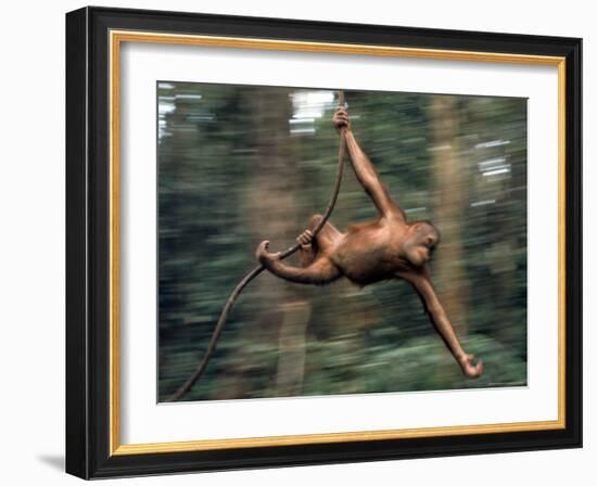 Orangutan Swinging from a Vine in the Jungles of North Borneo-Co Rentmeester-Framed Photographic Print