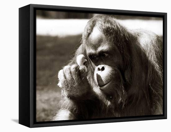 Orangutan with Chick, 1981-null-Framed Premier Image Canvas