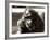 Orangutan with Chick, 1981-null-Framed Photographic Print