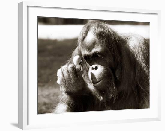 Orangutan with Chick, 1981-null-Framed Photographic Print