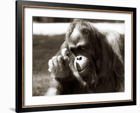 Orangutan with Chick, 1981-null-Framed Photographic Print