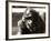 Orangutan with Chick, 1981-null-Framed Photographic Print